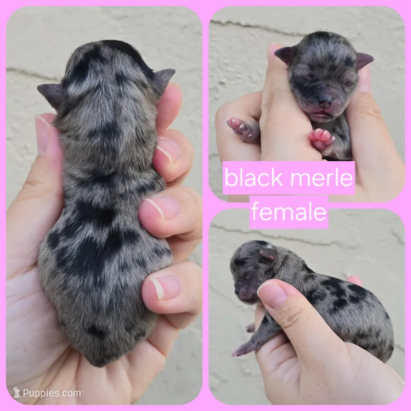 Merle – Chihuahua puppy on hold in Buena, NJ