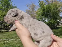 Blue merle 1, a female Great Dane for sale in Buena, NJ – Photo 3 of 5