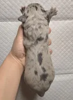 Blue merle 1, a female Great Dane for sale in Buena, NJ – Photo 3 of 3