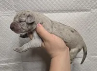 Blue merle 1, a female Great Dane for sale in Buena, NJ – Photo 2 of 3