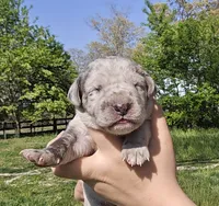 Blue merle 1, a female Great Dane for sale in Buena, NJ – Photo 1 of 5