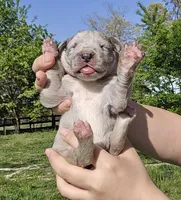 Blue merle 1, a female Great Dane for sale in Buena, NJ – Photo 2 of 5