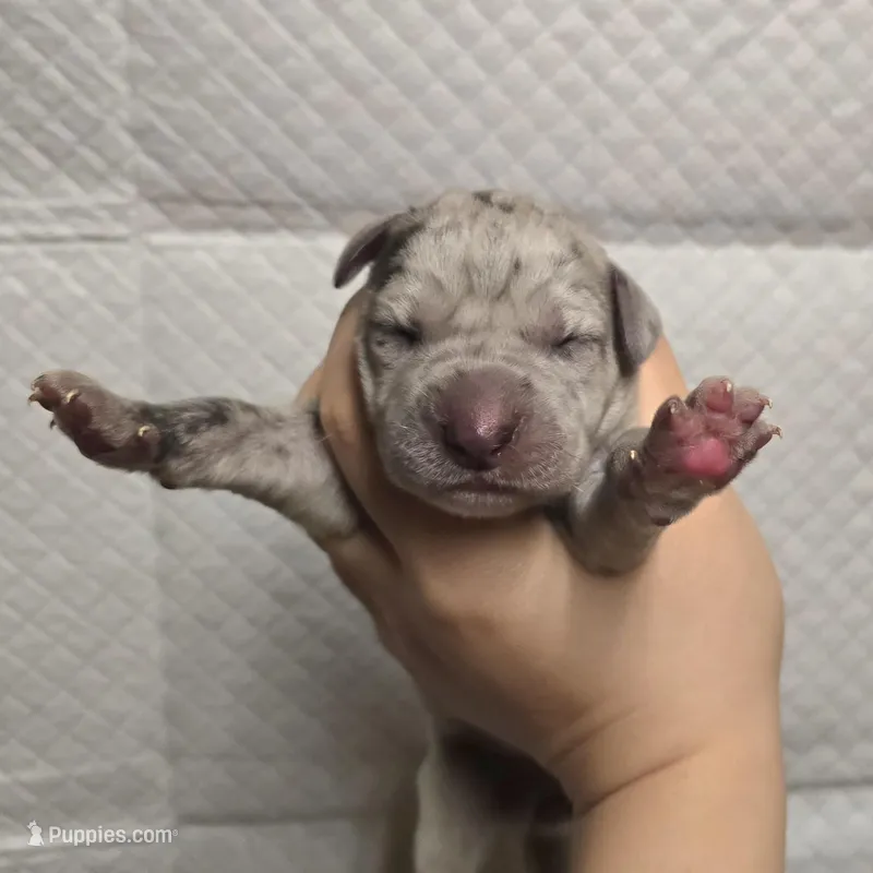 Blue merle 1 – Great Dane puppy for sale in Buena, NJ