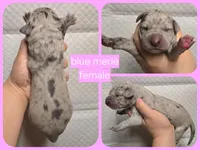 Blue merle 1, a female Great Dane for sale in Buena, NJ – Photo 5 of 5