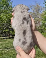 Blue merle 1, a female Great Dane for sale in Buena, NJ – Photo 4 of 5