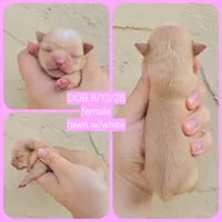 Fawny, a female Chihuahua for sale in Buena, NJ – 4 of 5