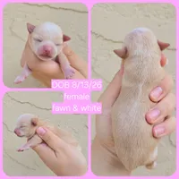 Fanny, a female Chihuahua for sale in Buena, NJ – 4 of 5