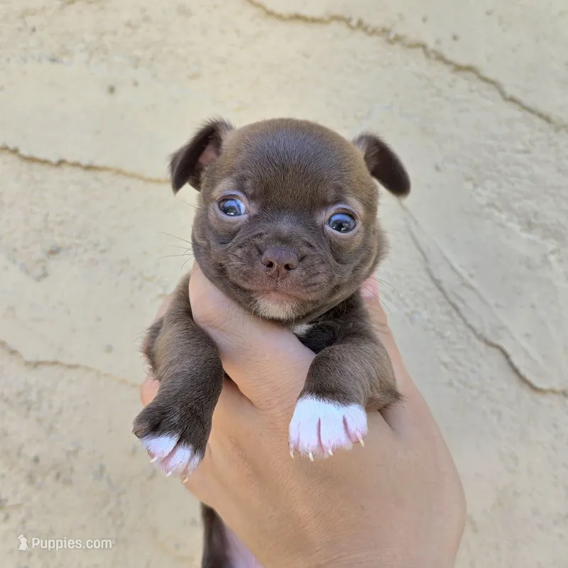 Toffee – Chihuahua puppy on hold in Buena, NJ
