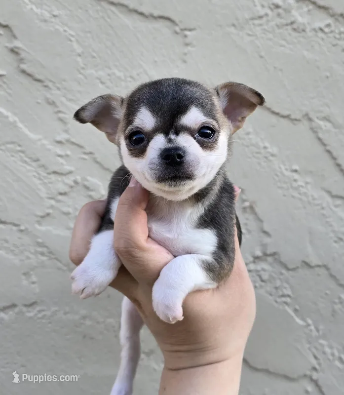 Husky color – Chihuahua puppy for sale in Buena, NJ