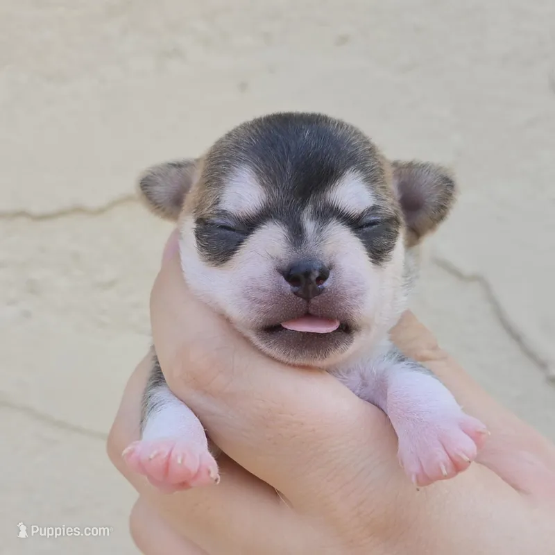Husky color – Chihuahua puppy for sale in Buena, NJ