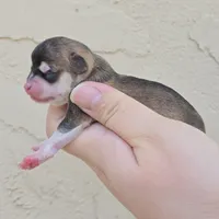 Husky color, a male Chihuahua for sale in Buena, NJ – Photo 2 of 4
