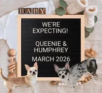 Husky color, a male Chihuahua for sale in Buena, NJ – Photo 4 of 4