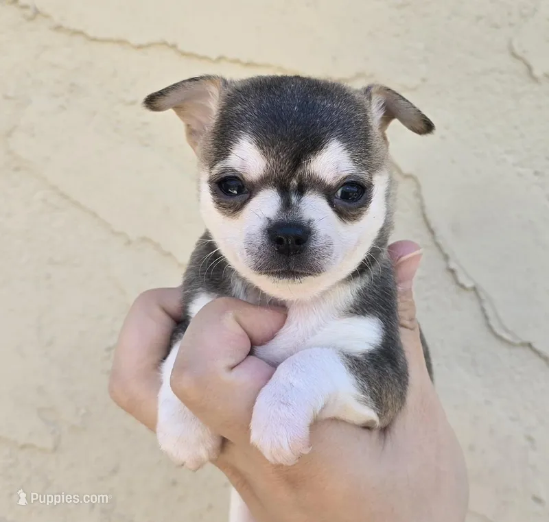 Husky color – Chihuahua puppy for sale in Buena, NJ