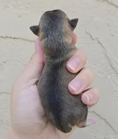 Husky color, a male Chihuahua for sale in Buena, NJ – Photo 3 of 4