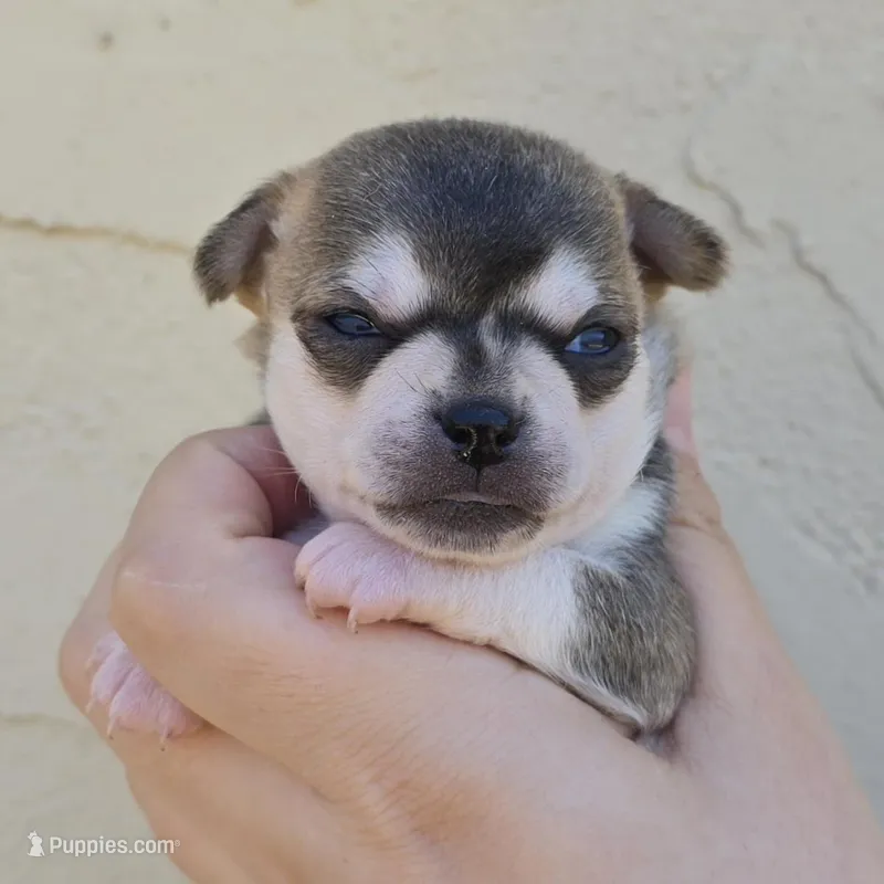 Husky color – Chihuahua puppy for sale in Buena, NJ
