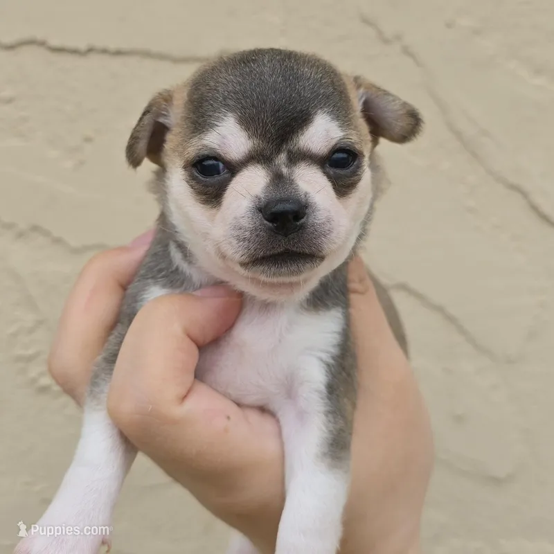 Husky color – Chihuahua puppy for sale in Buena, NJ