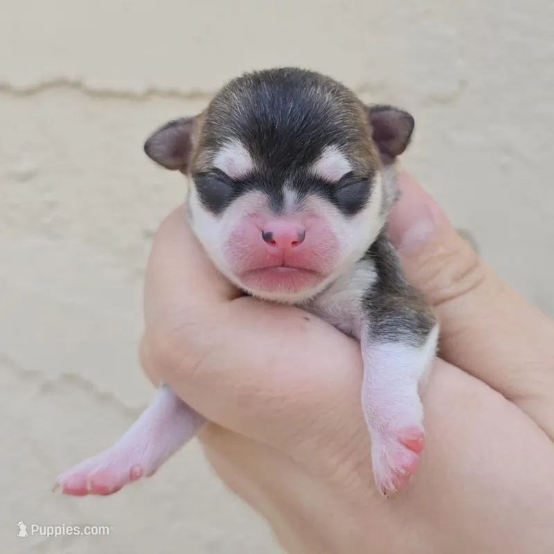Husky color – Chihuahua puppy for sale in Buena, NJ