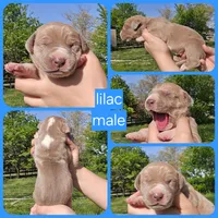 Knight, a male Great Dane for sale in Buena, NJ – 4 of 5