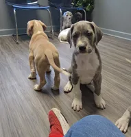 Buffy, a female Great Dane for sale in Buena, NJ – 7 of 10