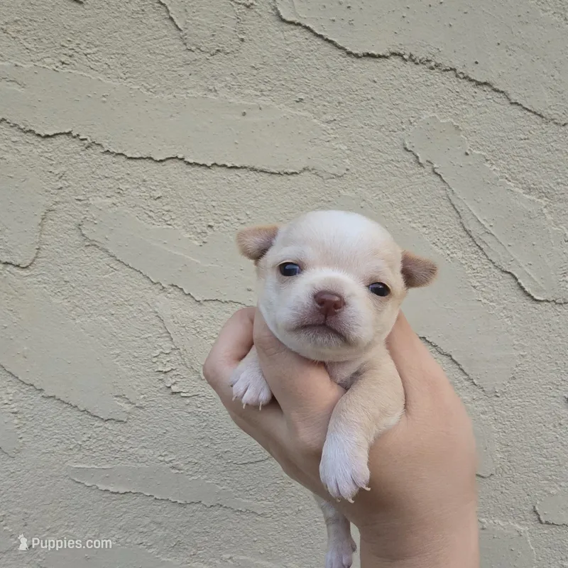 Fawny – Chihuahua puppy for sale in Buena, NJ