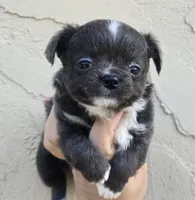 Bluey, a male Chihuahua for sale in Buena, NJ – 4 of 6
