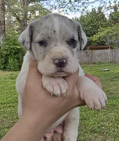 Macgyver, a male Great Dane for sale in Buena, NJ – 1 of 6