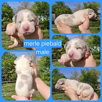 Magnum, a male Great Dane for sale in Buena, NJ – 5 of 6