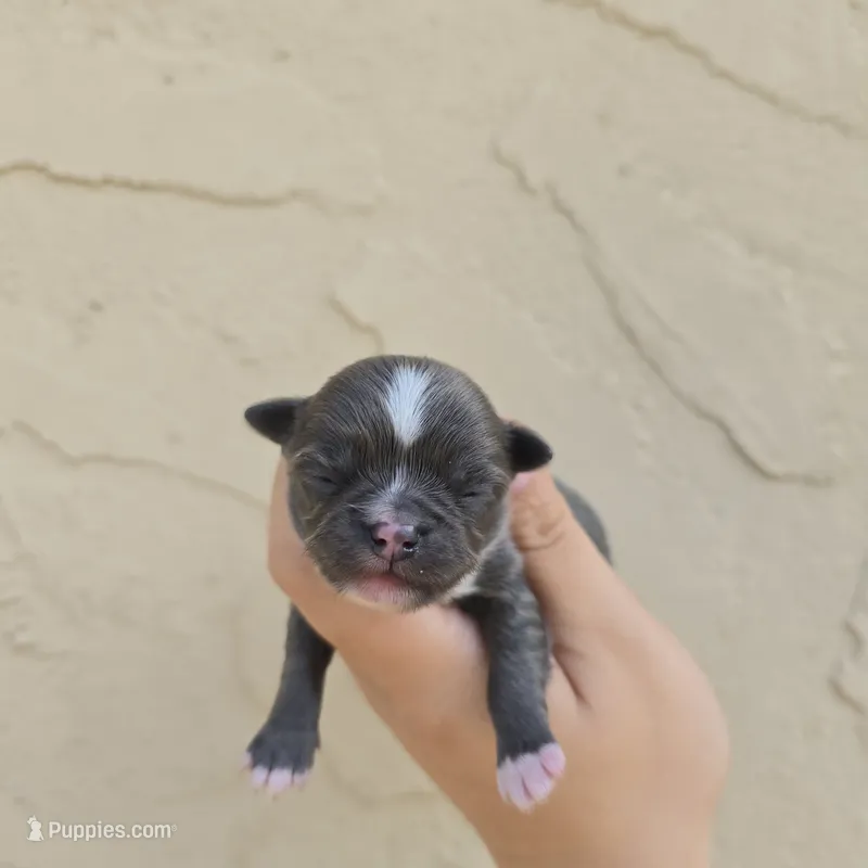 Bluey – Chihuahua puppy for sale in Buena, NJ