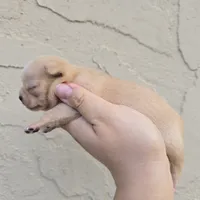 Fawny, a female Chihuahua for sale in Buena, NJ – 2 of 5