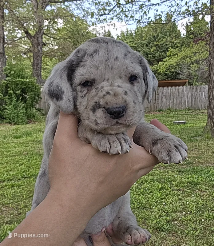 Scully – Great Dane puppy for sale in Buena, NJ