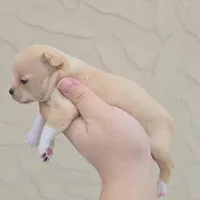 Fawn f, a female Chihuahua for sale in Buena, NJ – Photo 2 of 6