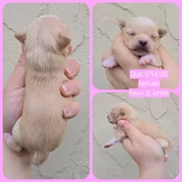 Fawn f, a female Chihuahua for sale in Buena, NJ – Photo 5 of 6