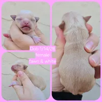 Fawn f, a female Chihuahua for sale in Buena, NJ – Photo 6 of 6