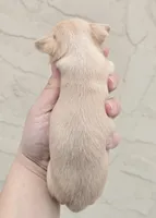 Fawn f, a female Chihuahua for sale in Buena, NJ – Photo 3 of 6