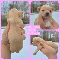 Fawn f, a female Chihuahua for sale in Buena, NJ – Photo 4 of 6