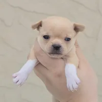 Fawn f, a female Chihuahua for sale in Buena, NJ – Photo 1 of 6