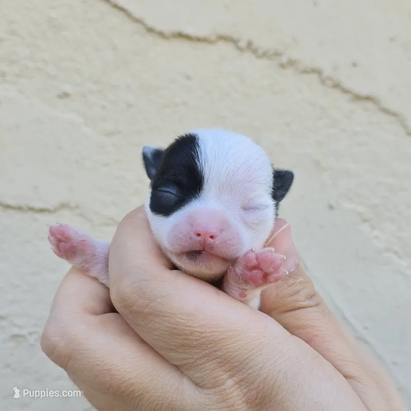 Blk spot – Chihuahua puppy for sale in Buena, NJ
