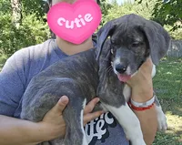 Buffy, a female Great Dane for sale in Buena, NJ – 5 of 10