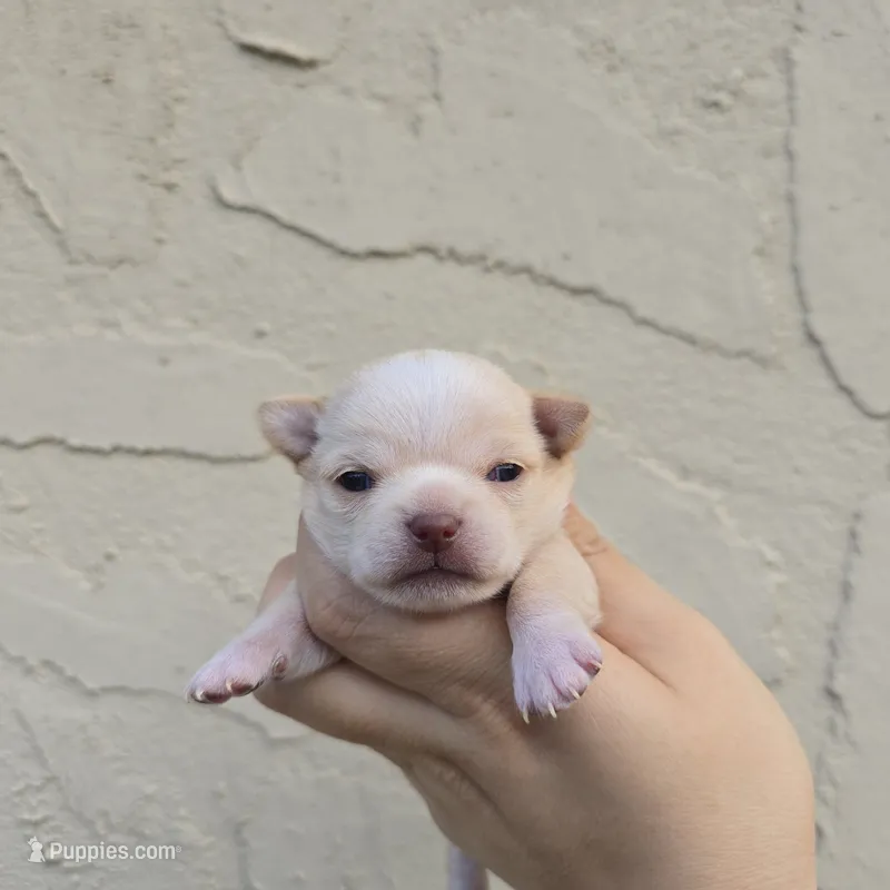 Fanny – Chihuahua puppy for sale in Buena, NJ