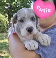 Macgyver, a male Great Dane for sale in Buena, NJ – 2 of 10