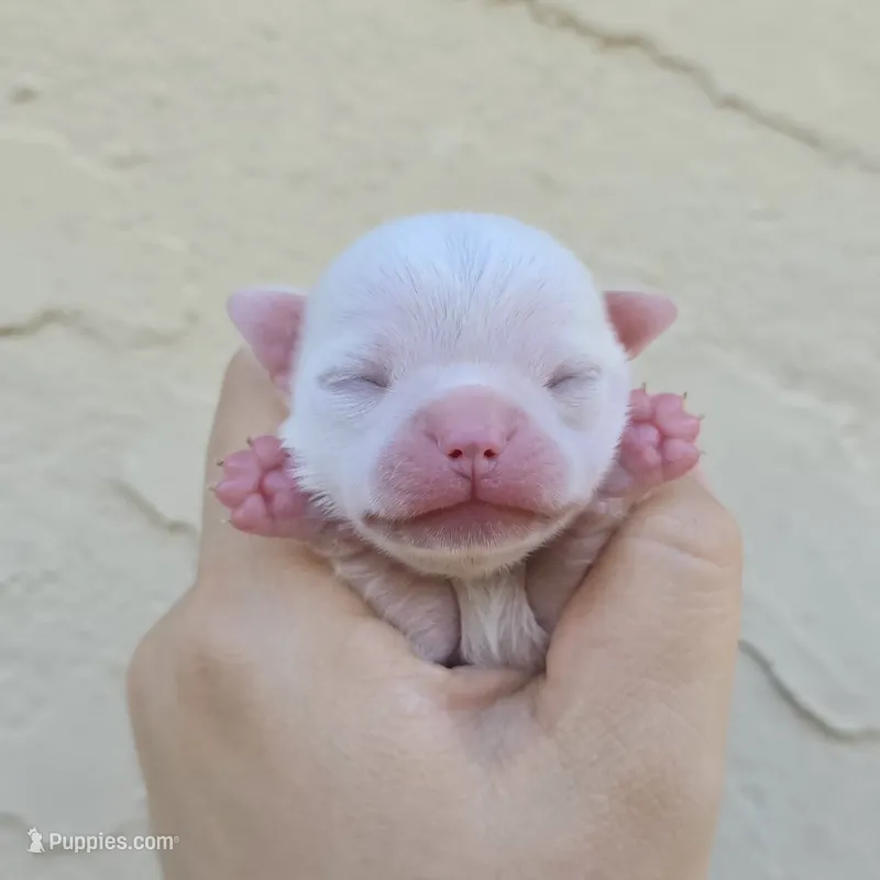 White – Chihuahua puppy for sale in Buena, NJ