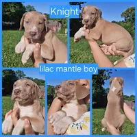 Knight, a male Great Dane for sale in Buena, NJ – 6 of 9