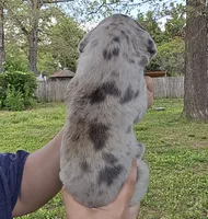 Scully, a female Great Dane for sale in Buena, NJ – 3 of 5