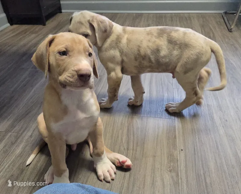 Knight – Great Dane puppy for sale in Buena, NJ