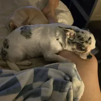 Expecting April, a  Chihuahua for sale in Buena, NJ – Photo 2 of 3