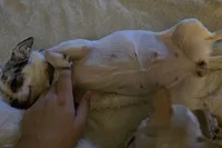 Expecting April, a  Chihuahua for sale in Buena, NJ – Photo 3 of 3