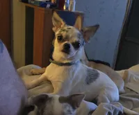 Expecting April, a  Chihuahua for sale in Buena, NJ – Photo 1 of 3