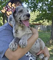 Scully, a female Great Dane for sale in Buena, NJ – 5 of 10
