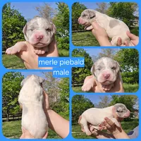 Macgyver, a male Great Dane for sale in Buena, NJ – 5 of 6
