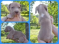 Knight, a male Great Dane for sale in Buena, NJ – 7 of 9